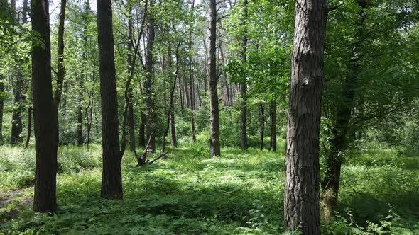 Trees in the Forest By Summer Day