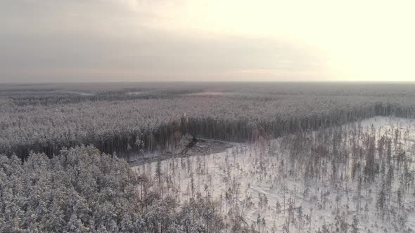 Forest harvester and forwarder drive into the winter forest 07