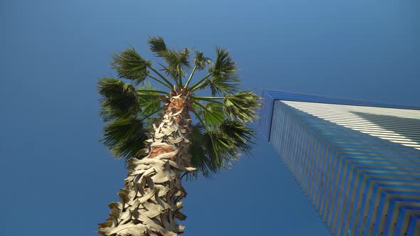 Tall palm tree, shot at wide angle against background of tall two skyscrapers