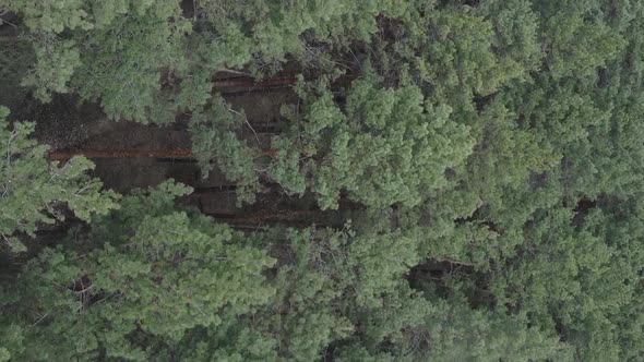 Vertical Video of Pine Forest Aerial View Slow Motion