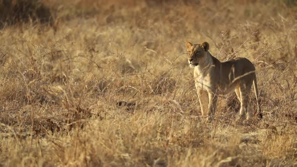 Wide shot of a lioness standing in the dry grassland in Mashatu Botswana.