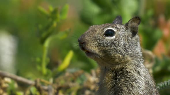 Squirrel Chipmunk closeup in field with grass as blurry background SLOWMO
