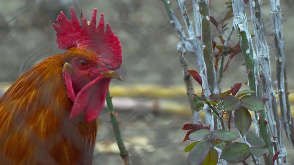 Hen In Farm 7