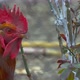 Hen In Farm 7 - VideoHive Item for Sale