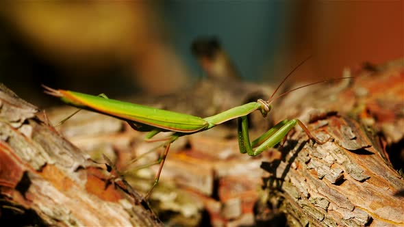 European mantis also named name praying mantis.