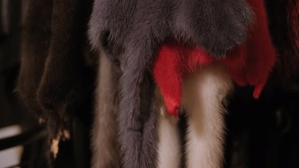 There are Many Different Samples of Natural Fur in the Fur Store