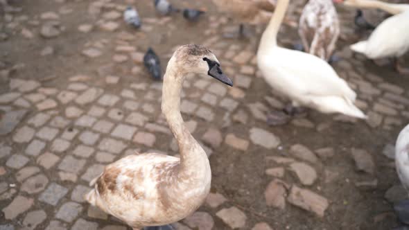 Swans in Prague Near Charles Bridge