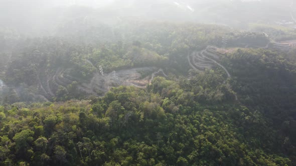 Panning deforestation of misty forest