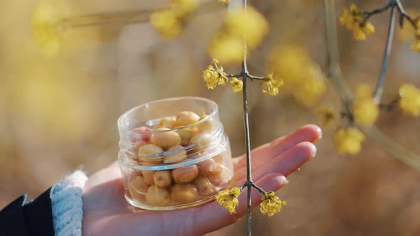 Yellow Cornelian Cherries in a Glass Jar on Hand, Outdoors Nearby Yellow Blossom
