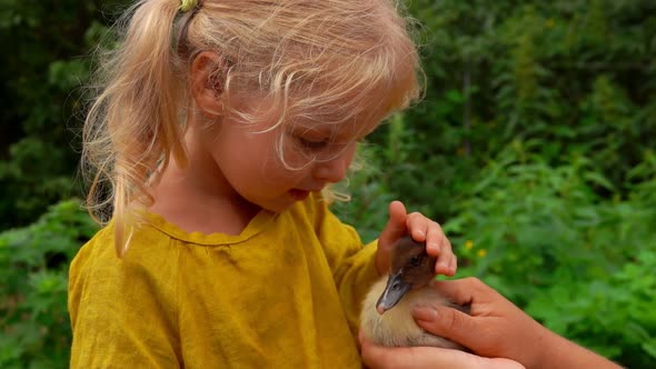 A Cute Blond Girl is Stroking a Little Duckling