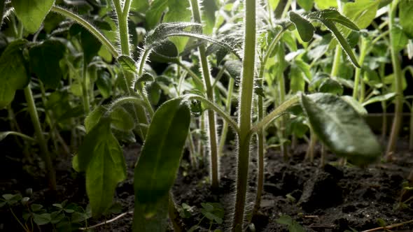 Stems of Green Seedlings of Tomatoes Grown on Ground in Greenhouse