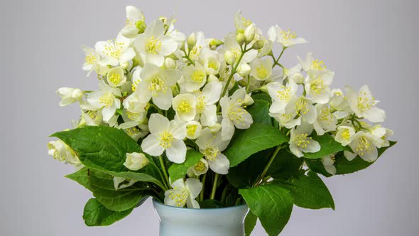 Bouquet of a Beautiful Tree Bush During the Flowering of Jasmine on White Background. Time Laps