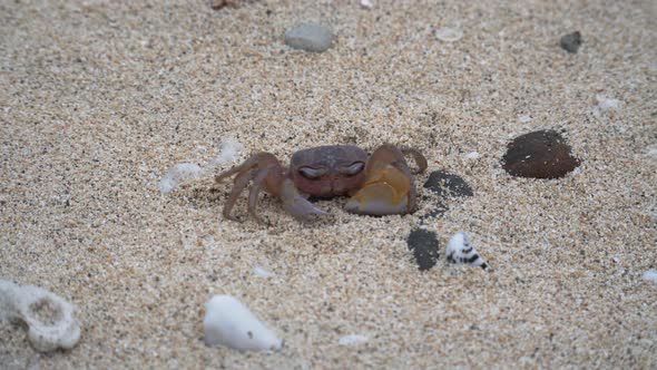 A single crab on the sand cleaning it's eye - close up