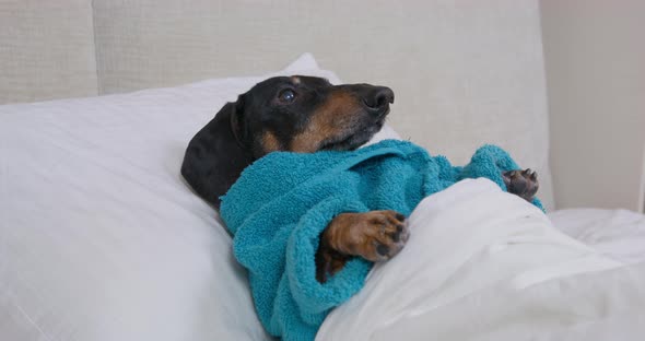 Dachshund in Terry Bathrobe Tries to Stand Up Lying in Bed