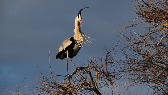 Grey herons in a heronry, Camargue, France, ornithological park of Pont de Gau, Camargue, France