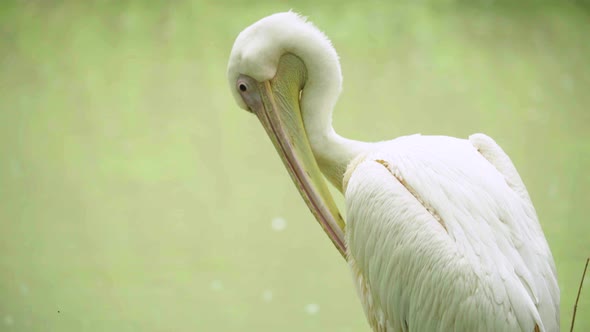 Pelican on the Lake. Close-up.