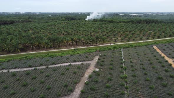 Aerial view open burning near oil palm tree