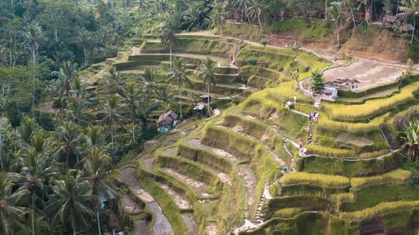 Tegallalang Rice Terraces Aerial Footage in Ubud Bali Indonesia