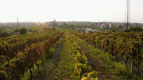 Italian Vineyard