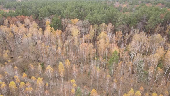 Trees in the Autumn Forest in the Afternoon