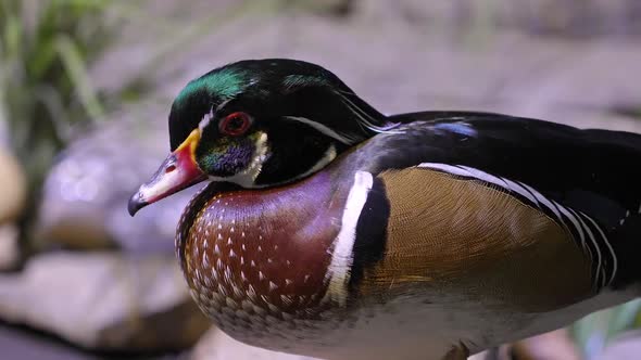 Close up view of Wood Duck Drake