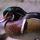 Close up view of Wood Duck Drake - VideoHive Item for Sale