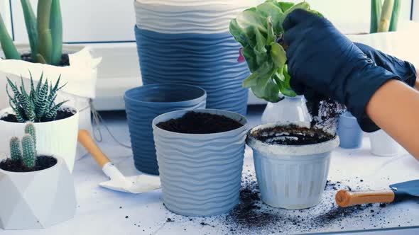 Woman Gardener Hands Transplantion Violet in a Pot