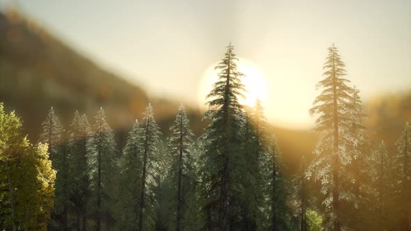 Pine Forest on Sunrise with Warm Sunbeams