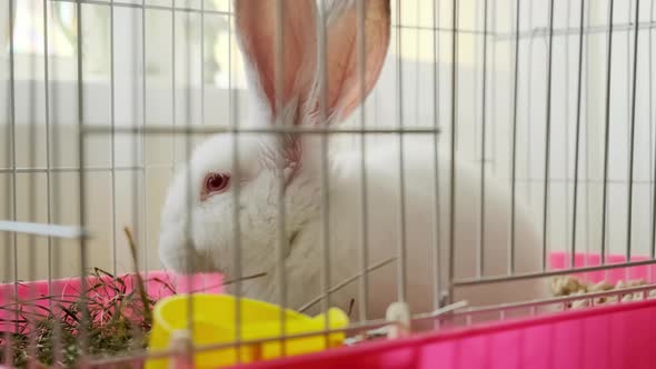 White Bunny Rabbit Laying in His Cage at Home