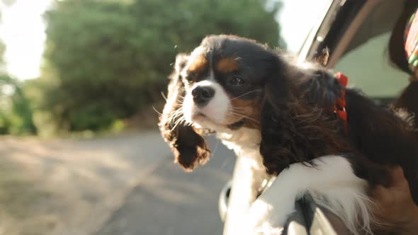 Cute dog breed king charles cavalier looks out the car window which riding