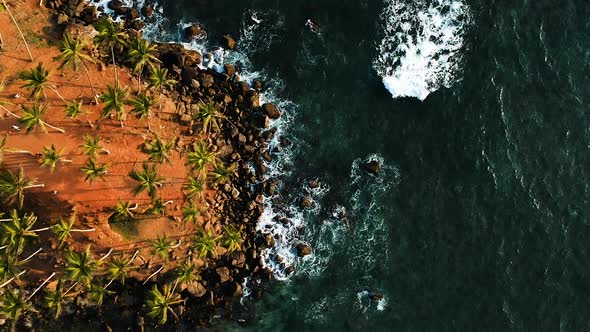 Aerial of Coconut Tree Hill, isolated palm trees. Mirissa, Sri Lanka