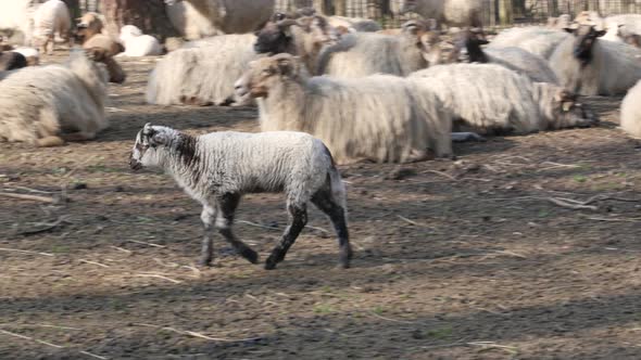 Sheep and Lambs in spring season, new life