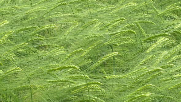 Barley Field Sweden