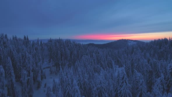 Aerial drone view of sunset snow covered forest trees and sunrise