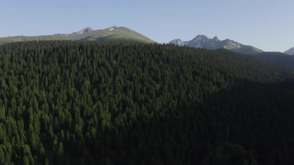 Aerial view of spruce forest on hillside, mountain range with peaks, Arkhyz North Caucasus landscape