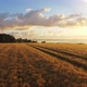 A Wheat Field At Sunrise (Drone Footage) - VideoHive Item for Sale