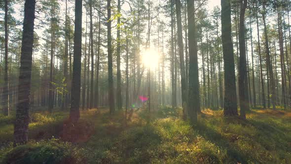 Beautiful Summer Morning in Wild Forest at Sunrise