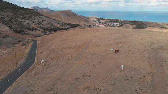 Aerial shot through horses on highland toward Atlantic island beach, Porto Santo