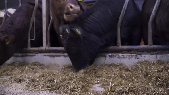 Close up shot of norwegian red ox cattles eating straw inside barn in Norway. Head with curly hairs.