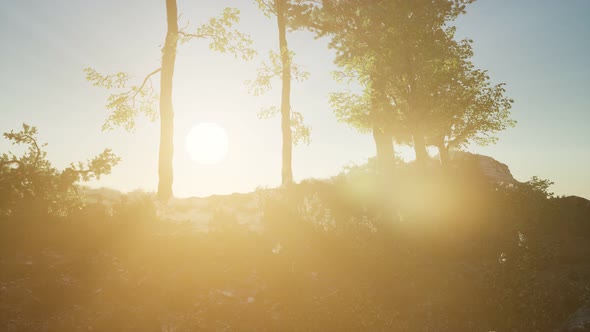 Trees on Rocks in Mountains at Sunset