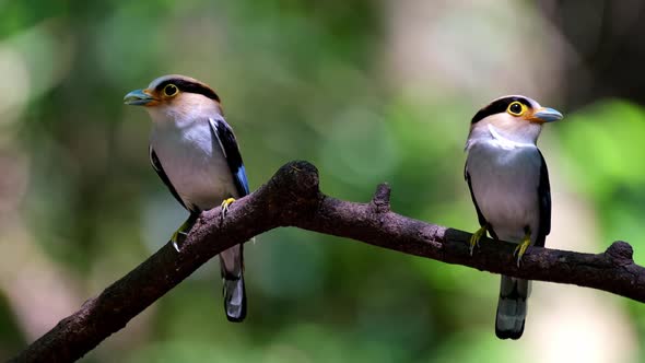 Two individuals perched together about to deliver food to their nestlings, Silver-breasted Broadbill