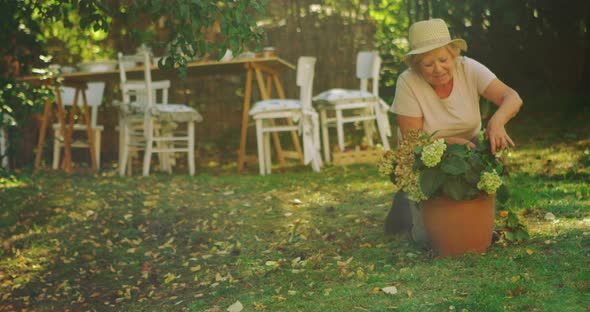 Senior woman examining pot plant in garden