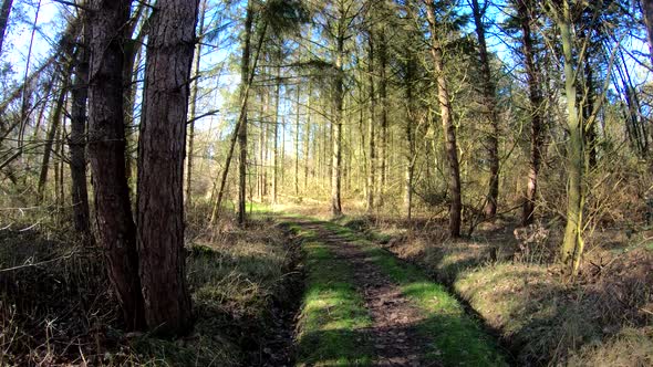 Path through the forest. Beautiful scenery