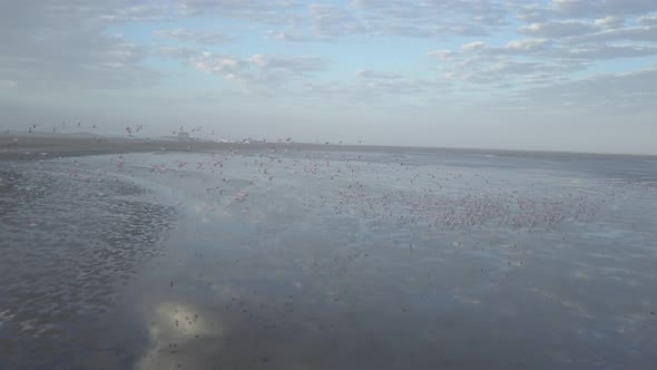 Aerial drone view of pink flamingos birds wild animals in a safari in Africa lake.