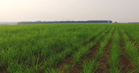 Sugar cane plantation sunset