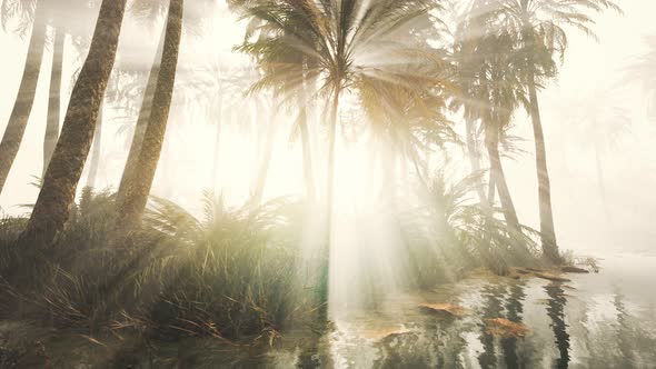 Coconut Palms in Deep Morning Fog