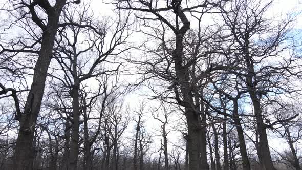 Forest with Trees Without Leaves During the Day