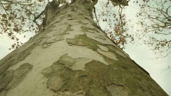 Birch Tree Trunk with Thin Branches and Yellowed Leaves