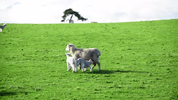 Sheeps on a Beautiful Meadow in New Zealand