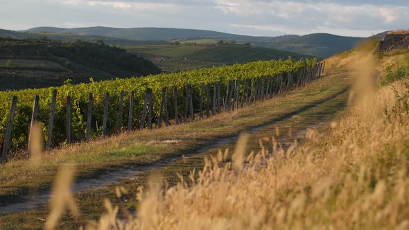 Merlot Field